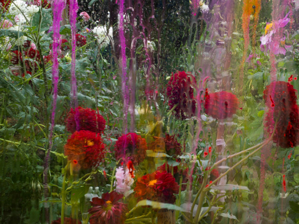 Denis Piel, Dahlia Redfield, Ch&acirc;teau de Padi&egrave;s, France, 2023