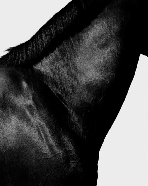 Steven Klein, Horse Neck III, 1995