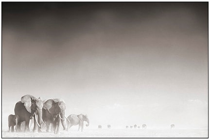 Nick Brandt, Elephant Ghost World, Amboseli 2005