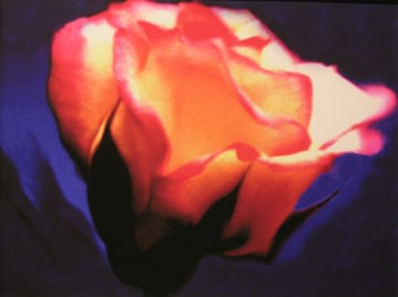 Lillian Bassman, Flower 30 (Orange and Pink Rose), 2006
