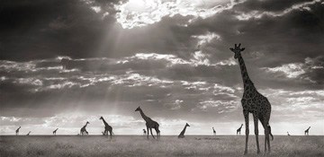 Nick Brandt, Giraffes in Evening Light, Masai Mara, 2006