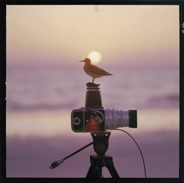 Bert Stern, Bird on a Hassleblad, 1956