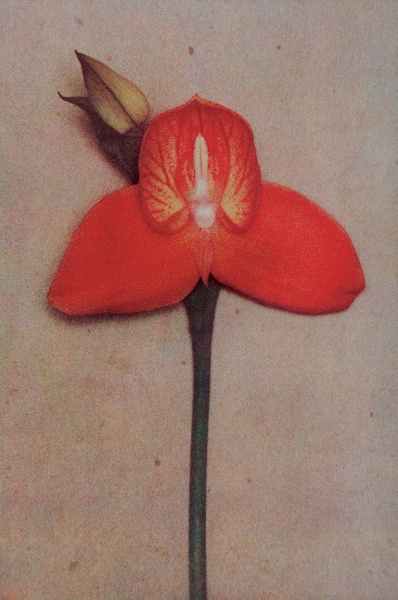 Sheila Metzner, Orchid. 1998