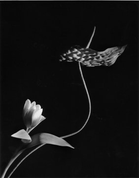 Horst&nbsp;, Tulip with Anthurium, O.B., New York, 1989