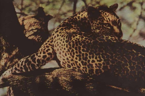 Sheila Metzner, Leopard. Kenya., 1997