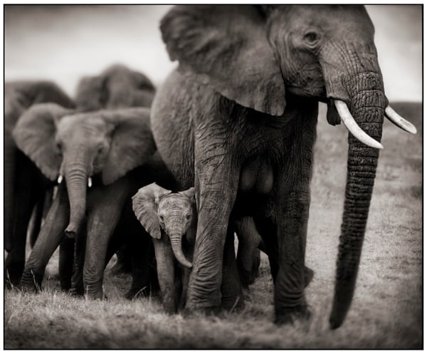 Nick Brandt, Elephant Mother and Two Babies, Serengeti, 2002