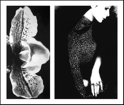 Lillian Bassman, Flower 19 (Speckled Orchid), 2006