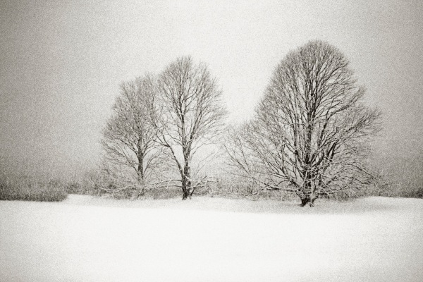 Priscilla Rattazzi, Three Lindens in a Snowstorm, East Hampton, 1996
