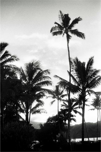 Sophie Elgort, Kauai Palms II, Kauai, 2019