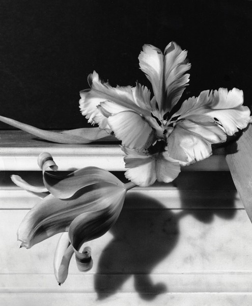 Horst P. Horst, Tulips, Oyster Bay, 1989