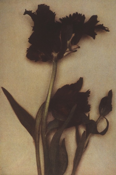 Sheila Metzner, Flower, 2000 (Black Parrot Tulip)