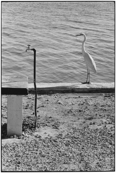 Elliott Erwitt Florida Keys, Florida, USA, 1968