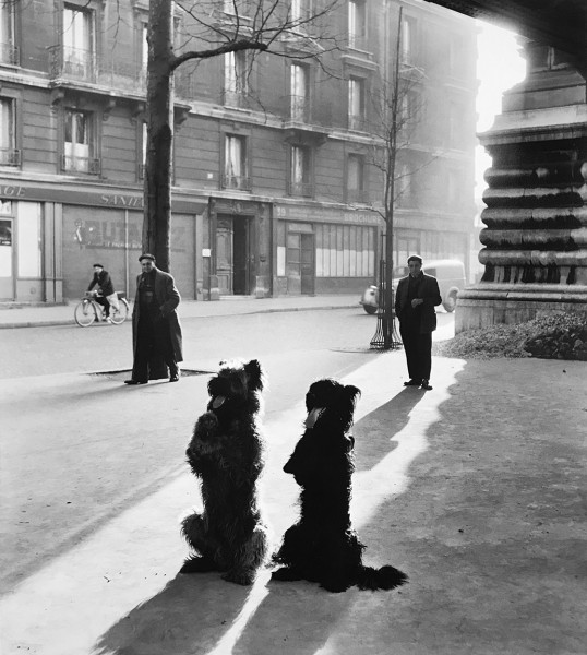 Robert Doisneau, Les Chiens de la Chapelle, 1953