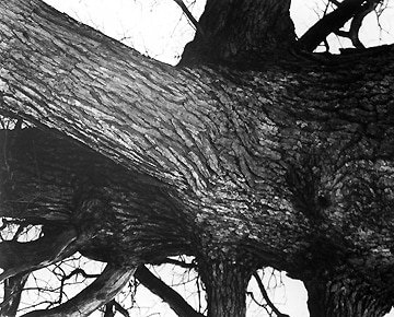 Edward Steichen, Venerable Tree Trunk, 1932