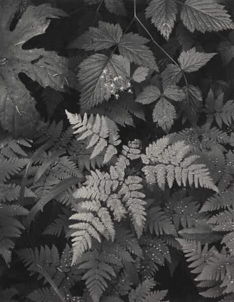 Ansel Adams, Leaves, Mt. Ranier National Park Washington, 1942