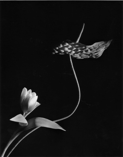 Horst P. Horst, Anthurium with Tulip, 1989