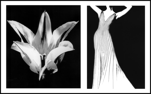 Lillian Bassman, Flower 29 (Striped Tulip), 2006