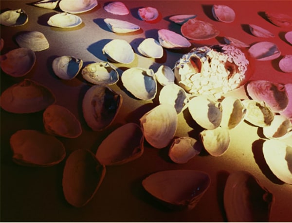 seashells and eggshells by Jimmy DeSana