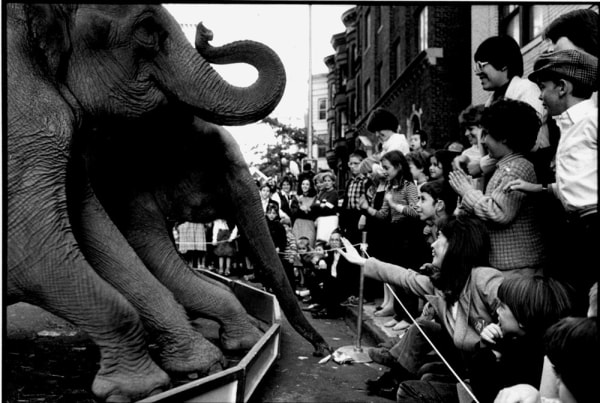 Circus elephants by Len Speier