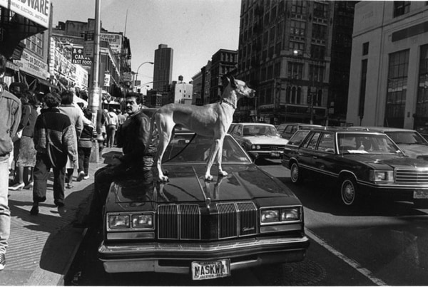 Dog on car by Len Speier