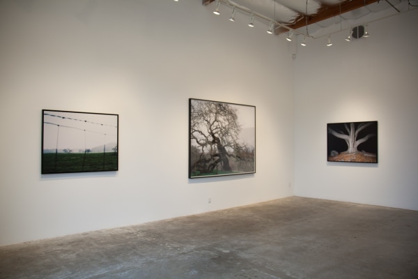 Installation View of Ken Gonzales-Day: Profiled | Hang Trees | Portraits