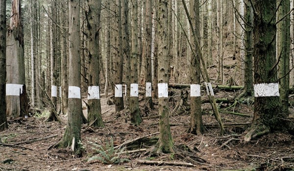 Chris Engman Landscape for Benjamin (trees), 2005