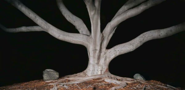 Nightfall II, a photograph by Ken-Gonzales-Day of hand like tree limbs that arise from twisted roots with a dark background.  It is from his Searching for California Hang Trees series.