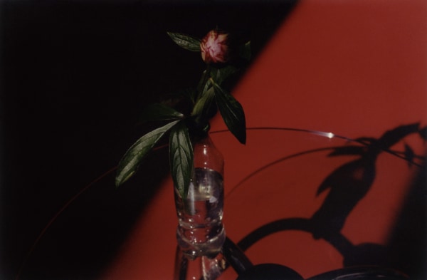 Samuel Laurence Cunnane,&amp;nbsp;Peony (red floor),&amp;nbsp;2024
