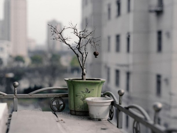 Still Life by Shen Wei