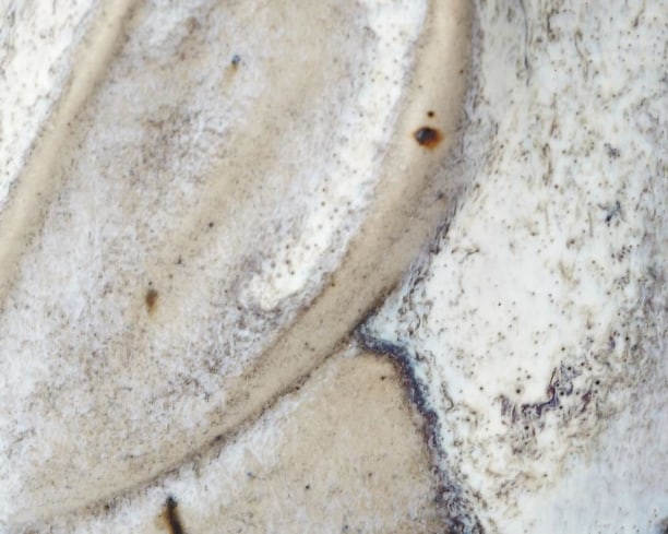 Vestigial Leaves