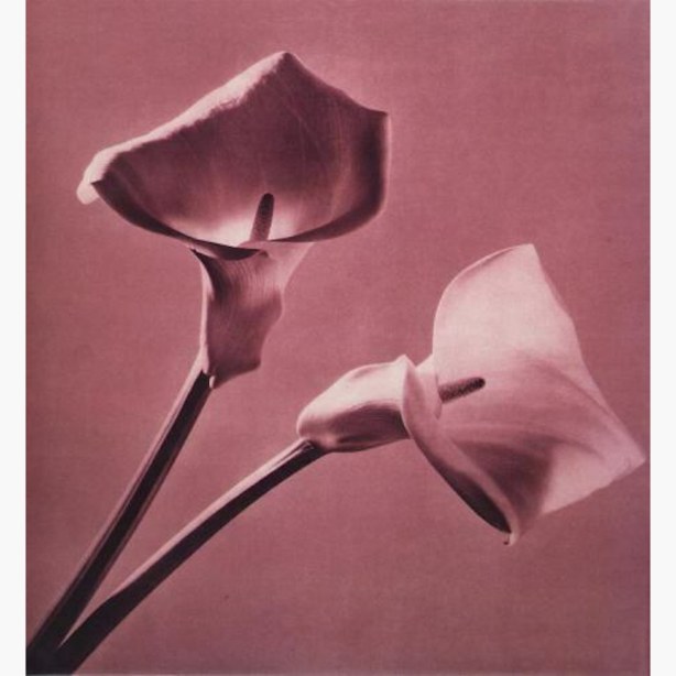 Monochromatic photogravure of calla lilies on book cover inside a slipcase with another calla lily
