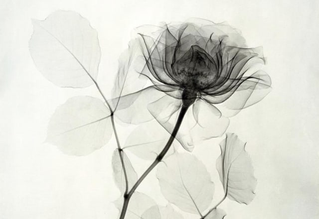 Dr. Dain L. Tasker - Floral Studies - Exhibitions - Joseph Bellows 