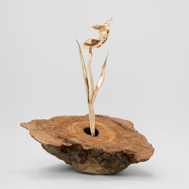 Isabelle Albuquerque

sun flower, 2024

bronze, pacific live oak

36 x 31 x 18 in
91 x 79 x 46 cm

Unique