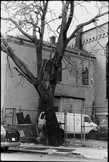 Zoe Leonard, Tree &amp; Fence, 3rd Street, 1998