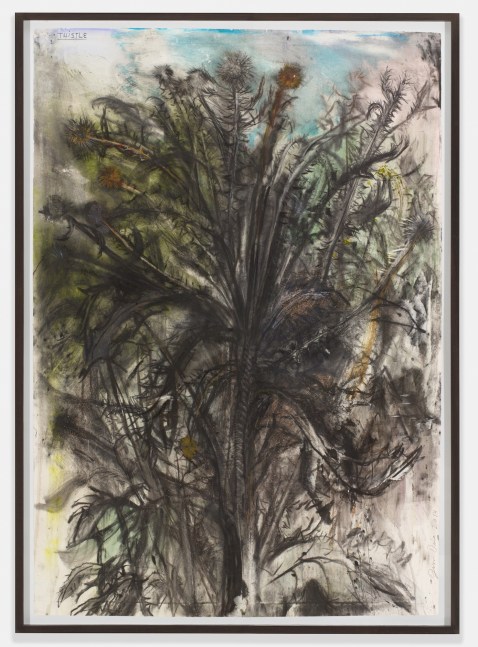 Thistle, 2014
Charcoal, pastel and watercolor on paper
56 1/4 &amp;times; 39 inches
(142.9 &amp;times; 99.1 cm)