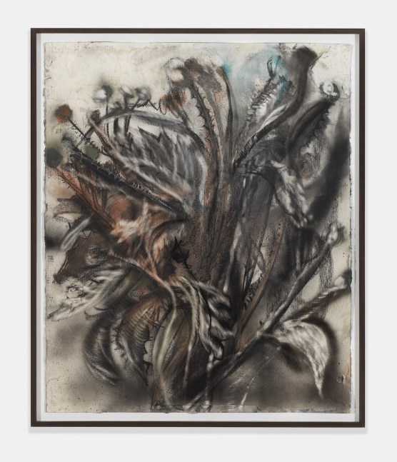 Dying Thistle,&amp;nbsp;2014
Charcoal, pastel and watercolor on paper
49 &amp;times; 40 1/2 inches
(124.5 &amp;times; 102.9 cm)