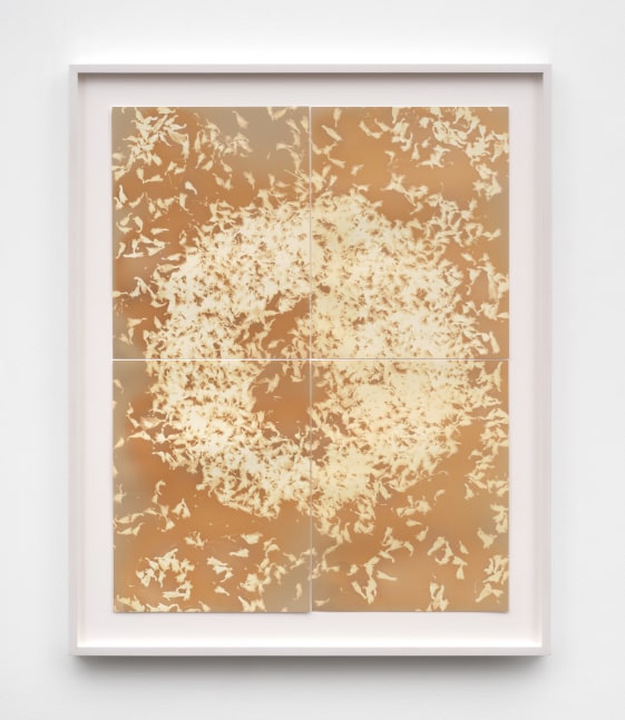 A framed lumen photograph with impressions of flower petals in a circle across four panels in sepia hues.