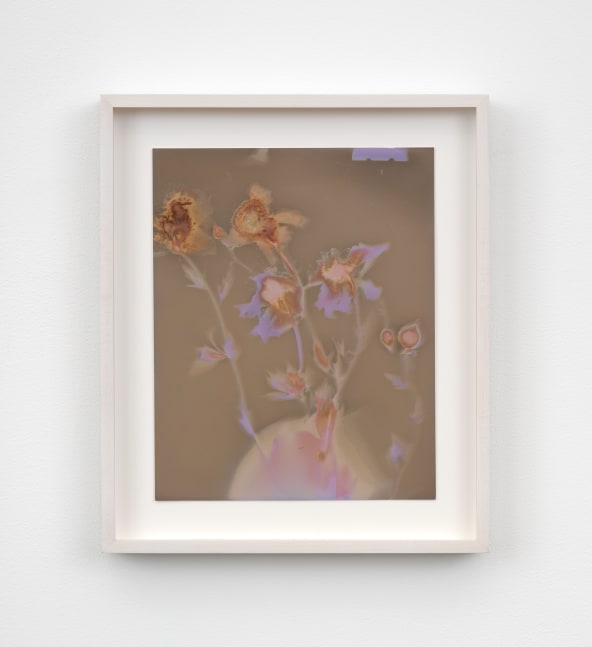 A framed lumen photograph of blooming branches in pink and sepia hues.