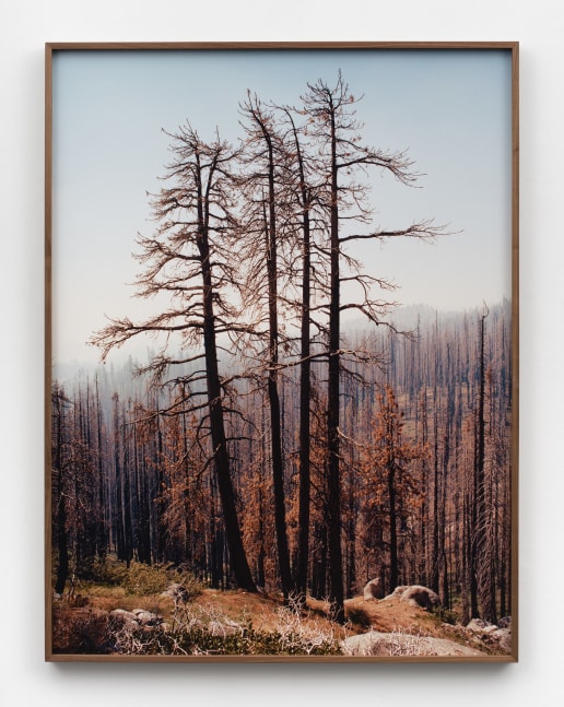 A photograph of a valley of barren trees in a walnut frame.