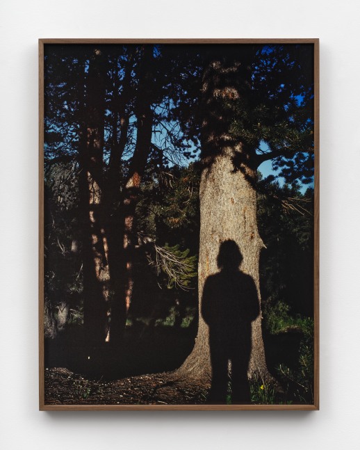 A photograph of the artist's silhouette against a tree trunk in a forest mounted in a walnut frame.