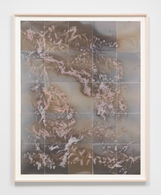 A multi panel lumen photograph by Lily Kwong of branches of leaves scattered across the picture plane.