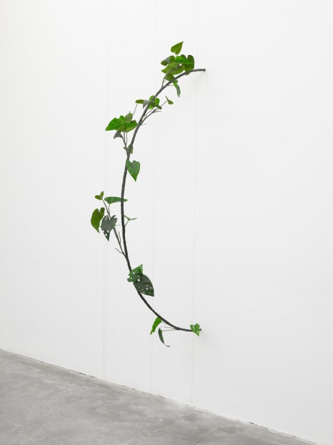 Tania P&amp;eacute;rez C&amp;oacute;rdova (b. 1979)
Philodendron Hederaceum (30% chance of rain),&amp;nbsp;2022
Iron, epoxy clay, plastic, acrylic, gold plated brass chain, patterns of leaf damage
11 3/4 x 76 3/4 x 30 inches
30 x 195 x 76 cm