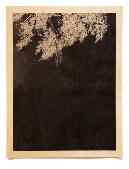 Trees VII (Wood)

Archival pigment print on wood veneer 31 x 25&amp;quot; (frame) 2010