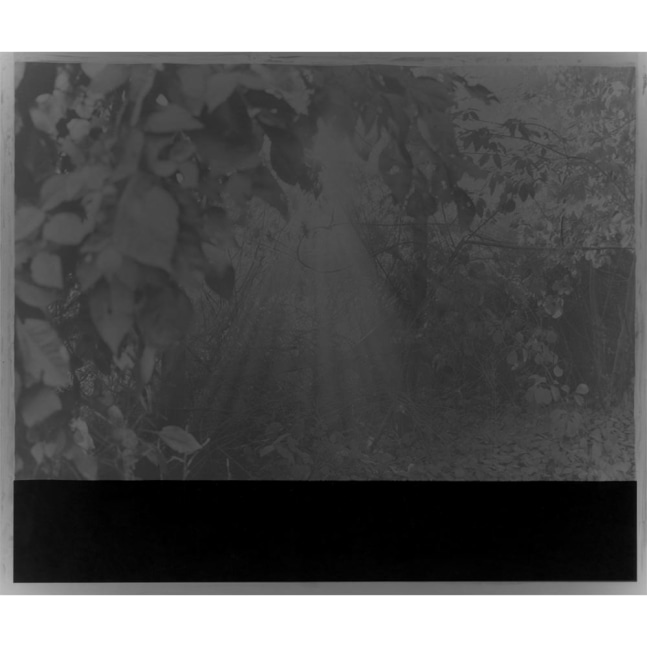 Leaf Abstract I

Silver Gelatin Print 19 x 23&amp;quot; (frame) 1996