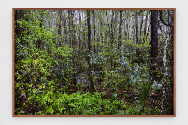 Catherine Opie - Swamps