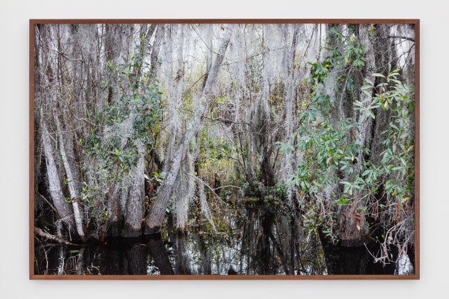 Catherine Opie - Swamps