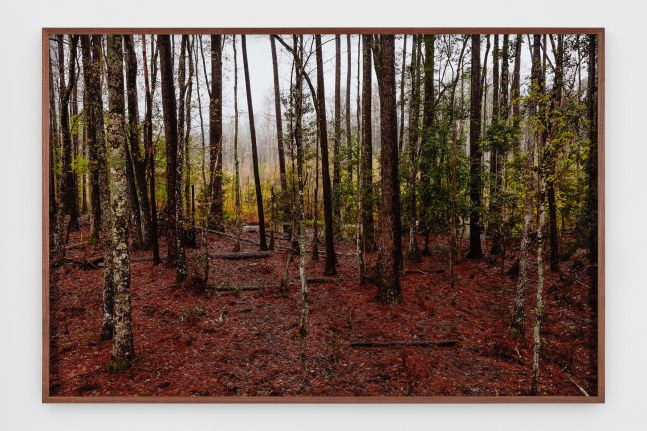 Catherine Opie
Untitled #5 (Swamps)
2019
Pigment print
Artwork Dimensions:&amp;nbsp;40 x 60 inches (101.6 x 152.4 cm)
Framed Dimensions:&amp;nbsp;41 x 61 x 2 inches (104.1 x 154.9 x 5.1 cm)
Edition&amp;nbsp;of 5, 2 AP
$50,000

DOUBLE CLICK IMAGE FOR MORE VIEWS