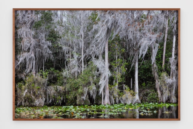 Catherine Opie - Swamps