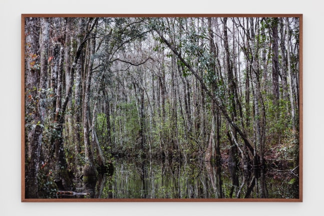 Catherine Opie - Swamps