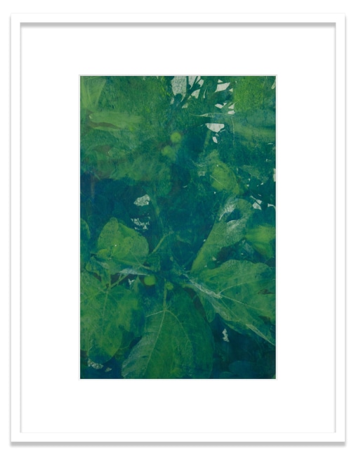 Athens. Ancient Agora. Fig Tree
2020
Oil pigment, electrostatic print on polyester (Winsor &amp;amp; Newton Artists&amp;#39; Oil Color, HP Color&amp;nbsp;LaserJet CP5225&amp;nbsp;on Pronto Plate)&amp;nbsp;
Image Dimensions:&amp;nbsp;17 1/4&amp;nbsp;x 11 1/2&amp;nbsp;inches (43.8 x 29.2 cm)
Framed Dimensions:&amp;nbsp;24 x 18 3/4 inches (61 x 47.6 cm)
Variable edition of 5 + 1AP